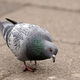 Image for article titled Closing Of State Aviary Facilities Puts Hundreds Of Mentally Ill Birds On The Streets